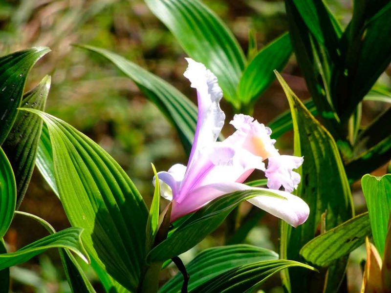 Flora Y Fauna Visita Nicaragua 0452