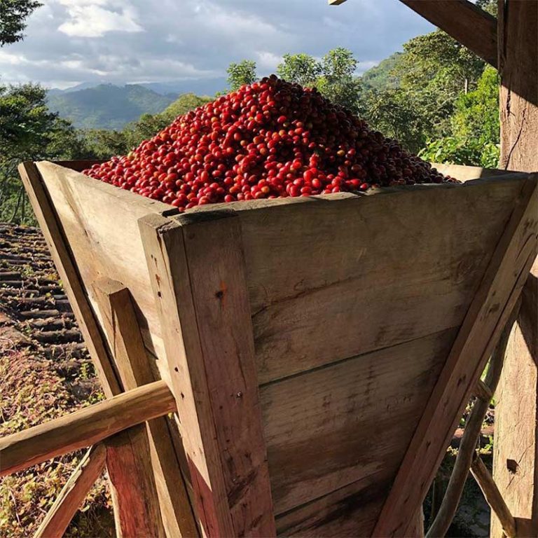 Finca Esperanza Verde Café Visita Nicaragua