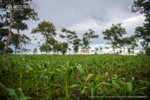 Cultivo de maíz, Finca San Antonio, Cuajiniquil, Juigalpa (2)