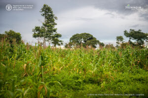 Cultivo de maíz, Finca San Antonio, Cuajiniquil, Juigalpa